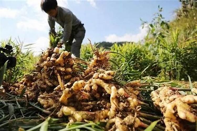 生姜追肥用什么肥料好