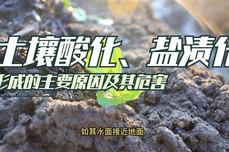 怎样清除土壤中的硝酸盐
