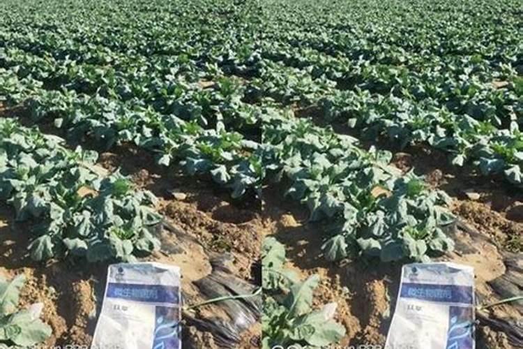 花菜种植技术及施肥方法是怎么样的？