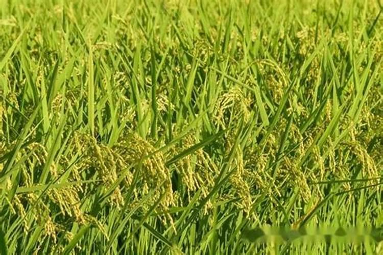 早熟苹果几月份施肥最好？