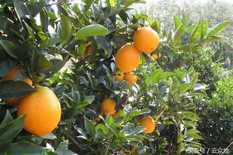 脐橙壮果肥该什么时候施 施肥方法有哪些