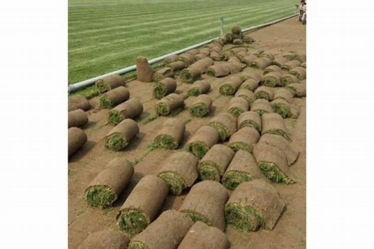 草坪花木怎样使用复合肥