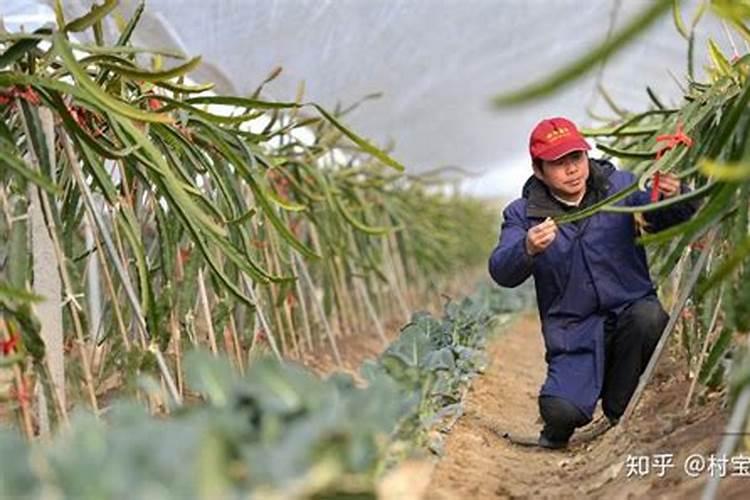 火龙果种植前要施什么肥
