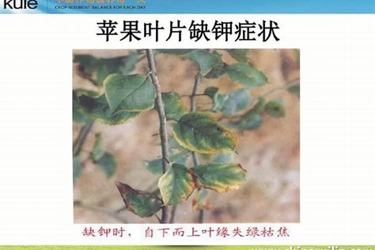 植物缺氮,缺磷,缺钾各表现出的现象是怎样的？