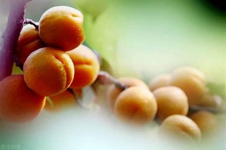 茄子开裂的原因是什么 如何防治