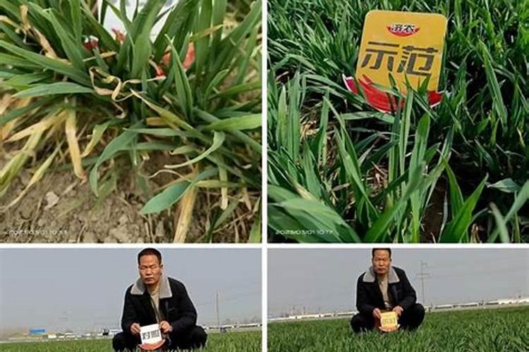 小麦冲施肥提前一夜泡上水可以吗？