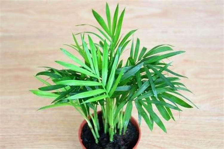 室内植物袖珍椰子怎么养殖？