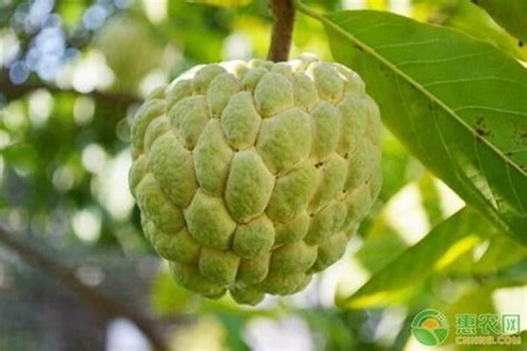 释迦果树怕水淹吗？