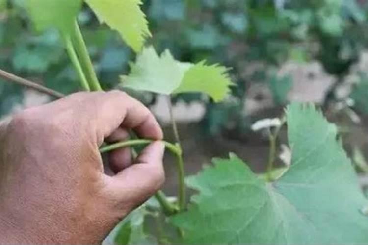 葡萄种植不同时期如何追肥