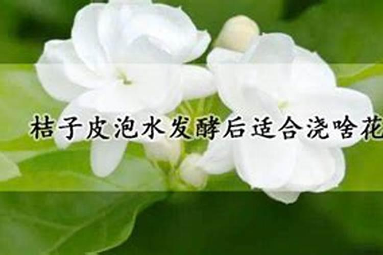 茶叶多久才可以浇花施肥