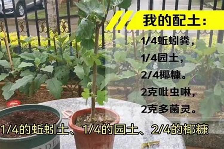 刚移栽的茶花可以用磷酸二氢钾吗