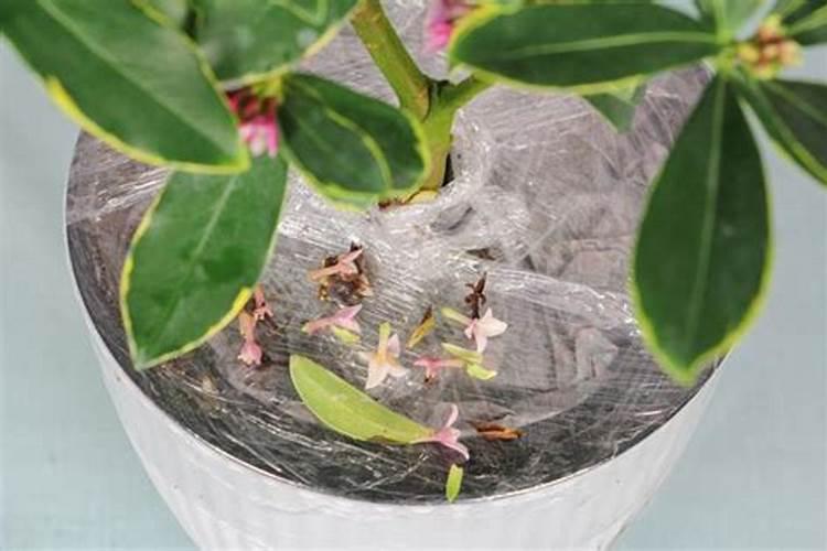 金边瑞香施什么肥最好