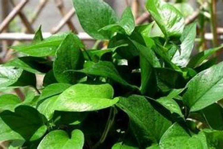 冬小麦种植技术与管理施肥