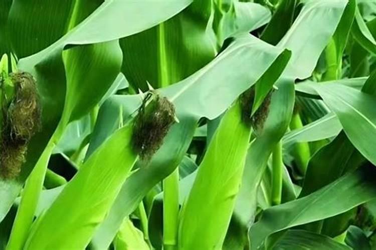 玉米什么时候喷施芸苔素