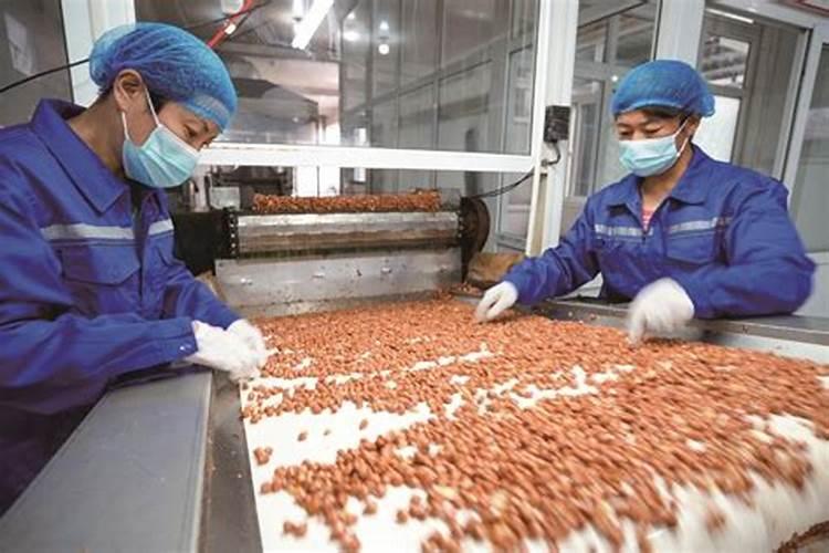 丰华五号花生种适合河南新乡种植吗