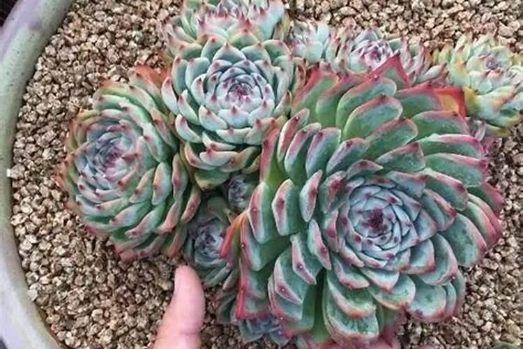 多肉植物需要什么肥料 施肥的方法是什么