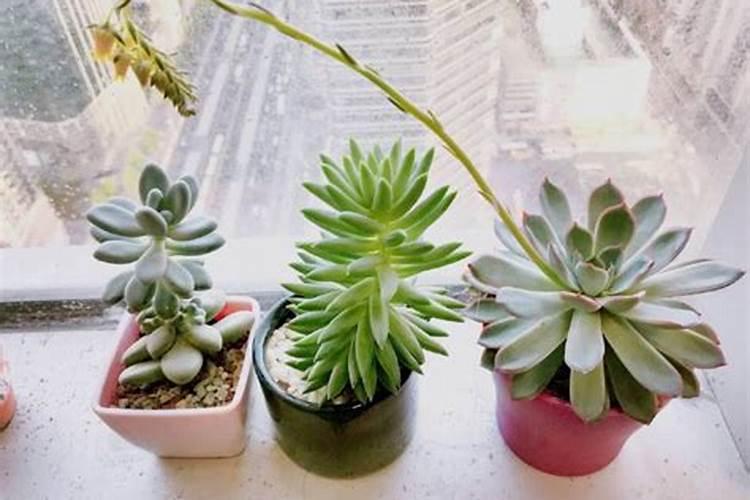 多肉植物怎么施肥好？