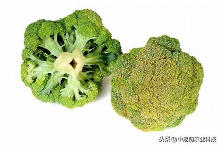 催花保花坐果灵有什么效果