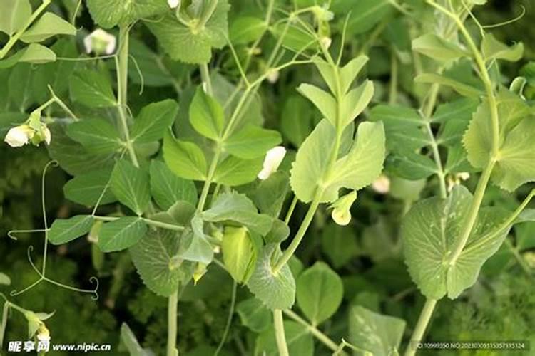 碗豆苗用什么肥料好