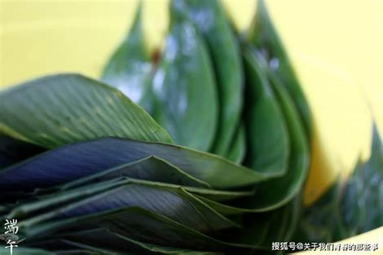 有关猪笼草的来厉