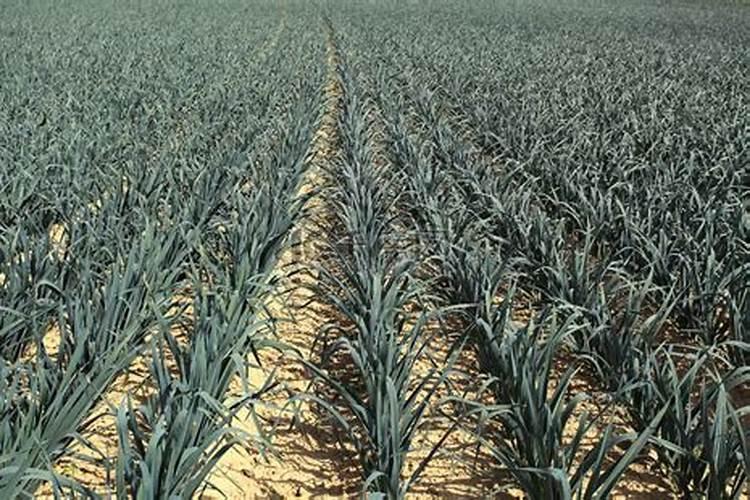 韭菜高产施肥技术及叶面肥使用建议