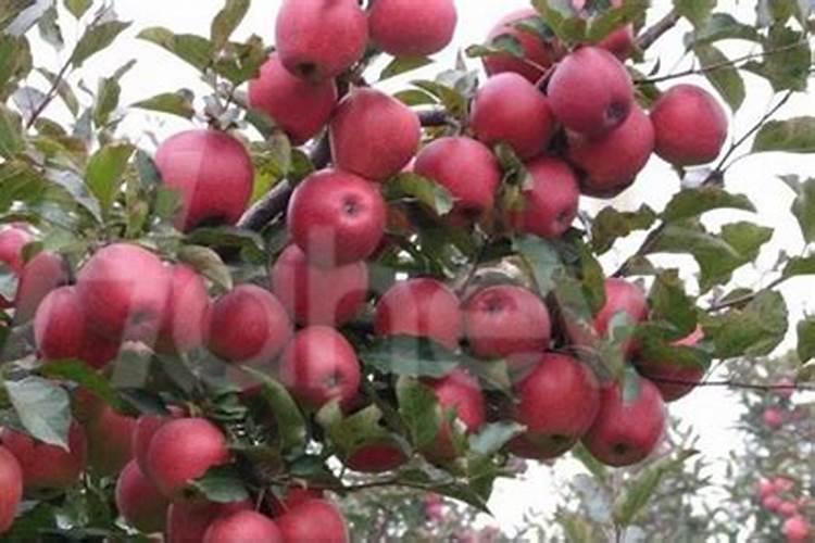苹果树怎样施肥