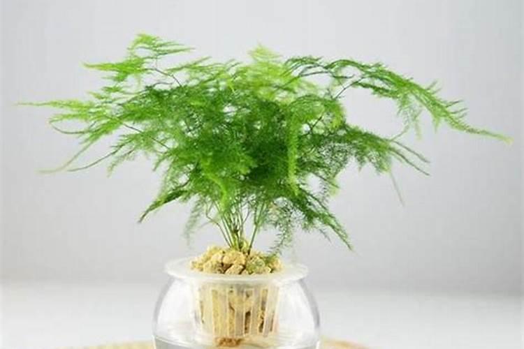 水培紫罗兰怎么养