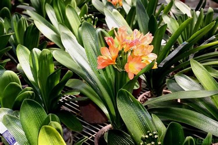 君子兰花期怎么浇水施肥