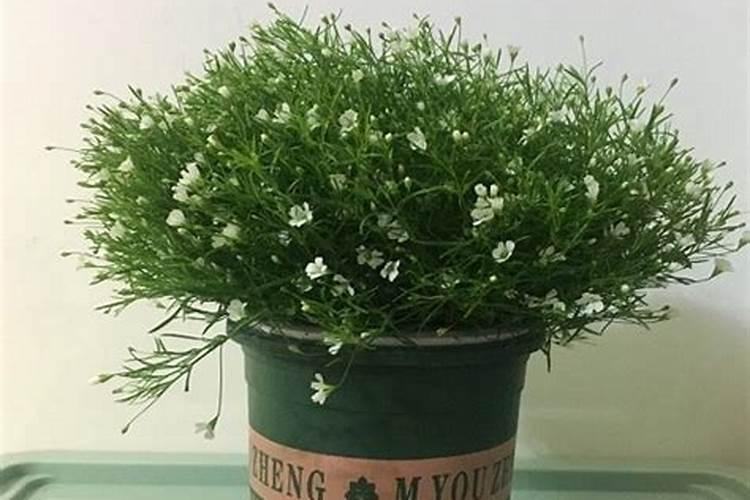 满天星发芽后能不能用复合肥？能用的话每次撒几颗？