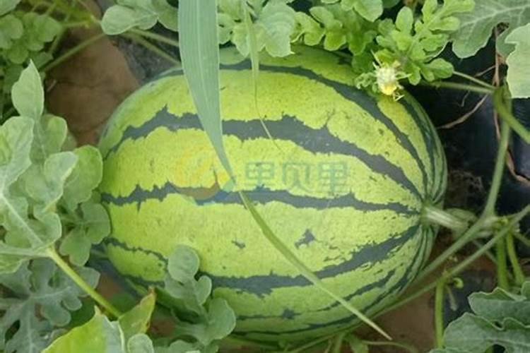 生根水泡多长时间合适