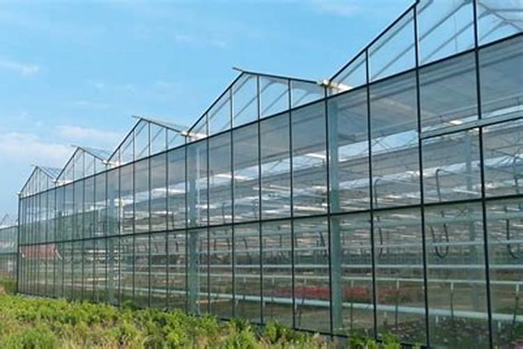 种植油菜为什么要施硼肥油菜啥时候施硼肥好
