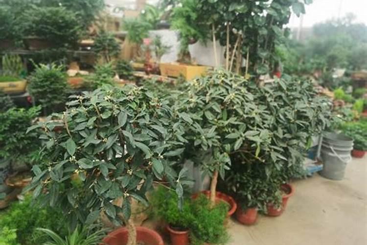 桂花黄叶用什么药