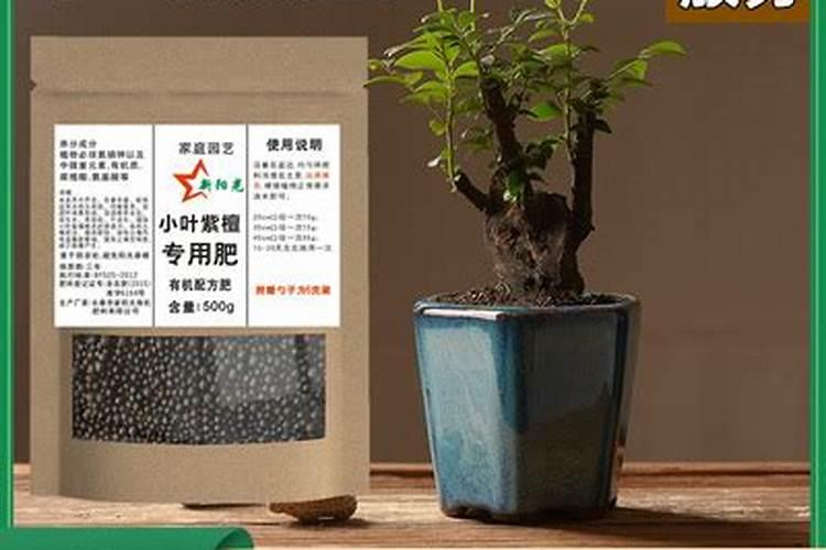 小叶紫檀盆景怎么养,小叶紫檀的养护技巧与繁殖方法