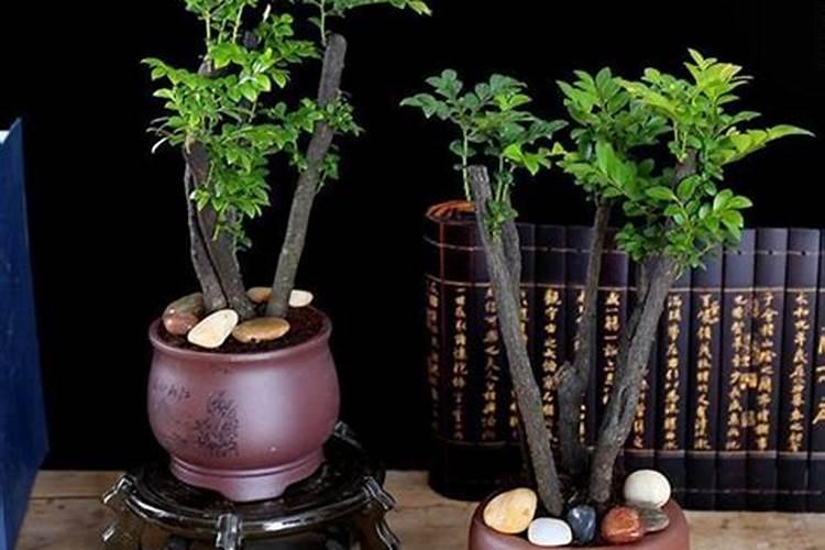 小叶紫檀施什么肥最好