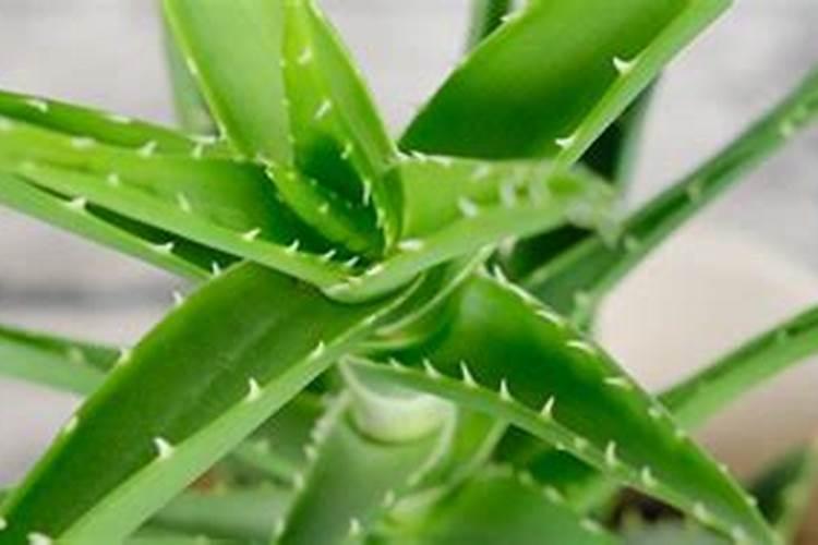芦荟用什么肥料长得快,怎样养大养胖？
