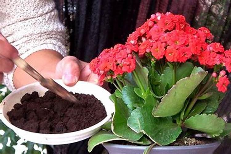 长寿花施什么肥好,长寿花施氮磷钾肥料最好