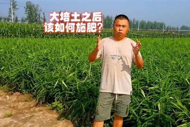 土豆追肥时间和追什么肥 种土豆芽朝上还是朝下