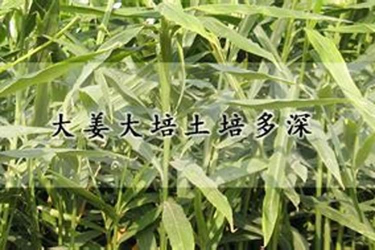 生根壮根的肥料有哪些