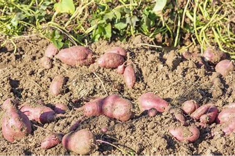 育的花菜白菜包菜苗出土后多少天可打点叶面肥？