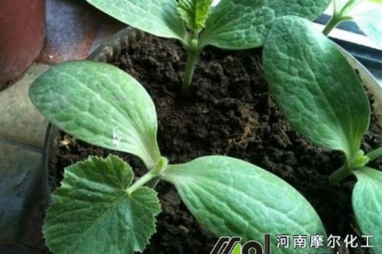 ...用什么含量的肥料好些,高氮肥效果好还是用高钾呢？？