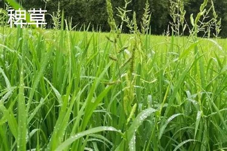 生姜种植如何施肥种植生姜科学施肥方法