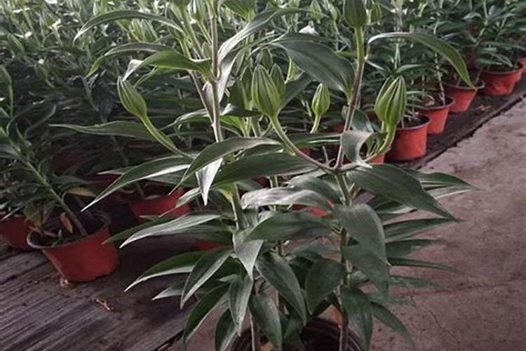 如何种植百合花