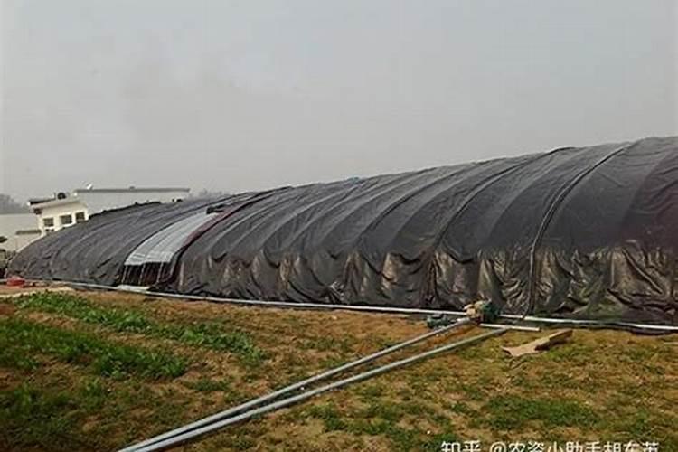 红薯施肥,需要什么讲究