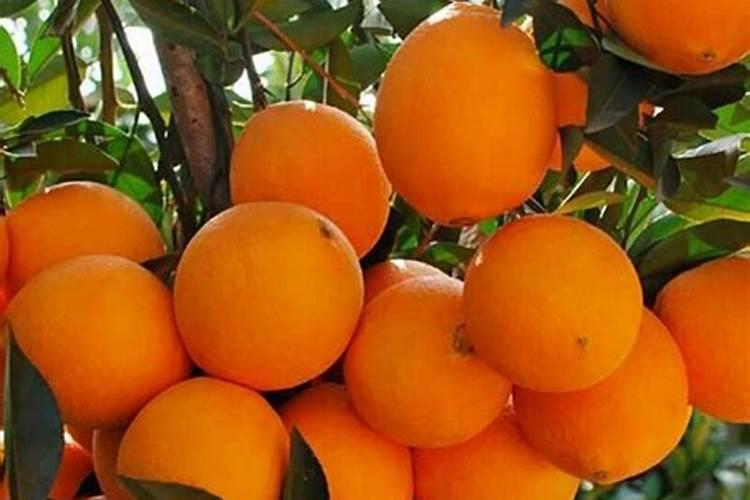 玉米底肥一次性施肥 氮磷钾 各用多少？