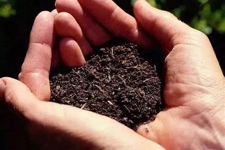 腐植酸水溶肥是什么？它有啥作用呢？