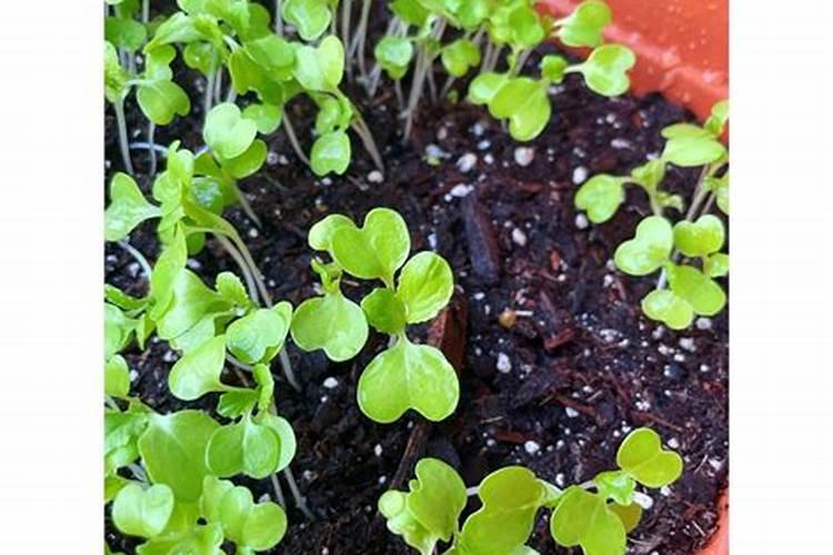新手种植蔬菜技术