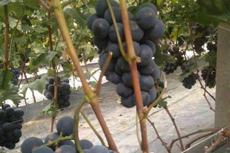 硅谷肥料效果怎么样