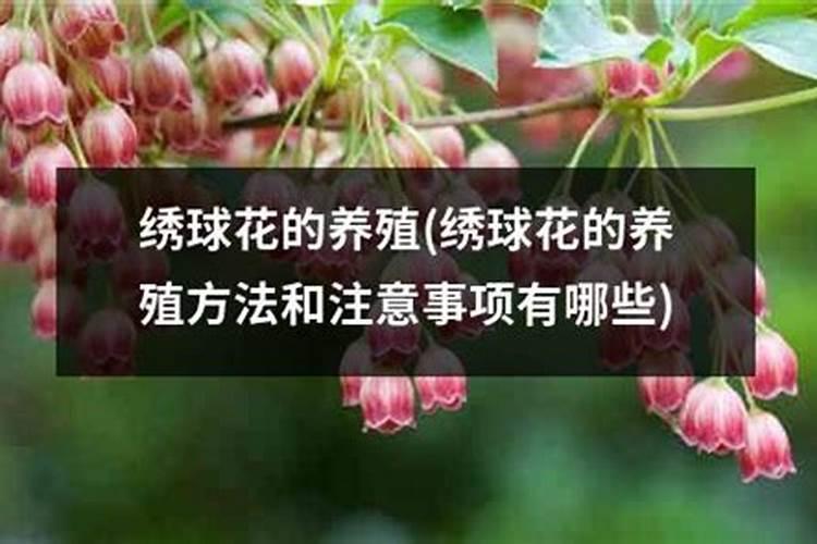 小麦硼肥的最佳使用时期