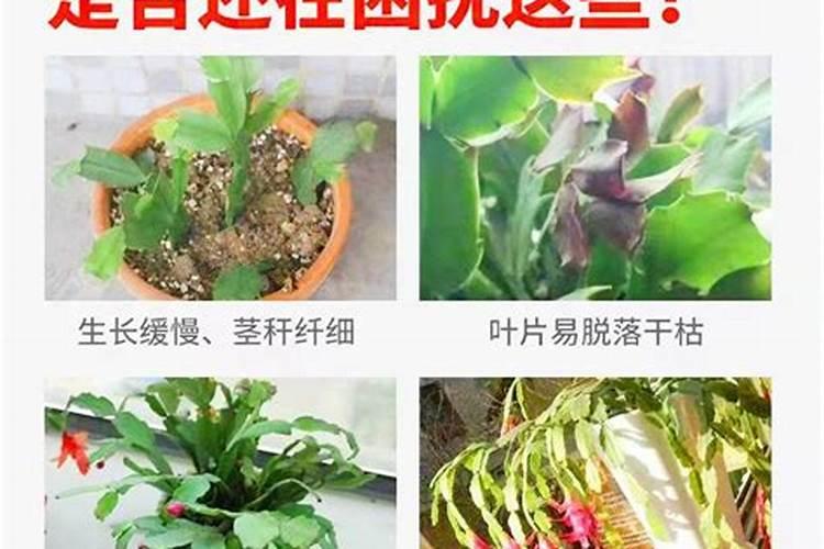 蟹爪不能打叶肥吗？