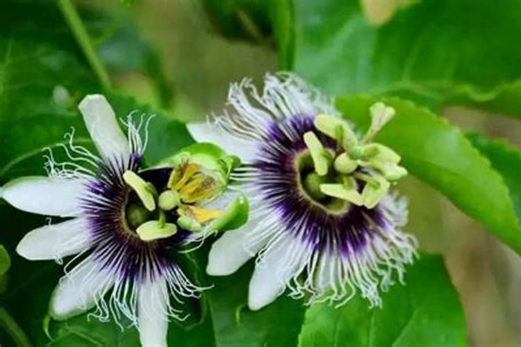家里盆栽植物死了,还放在家中是否好？